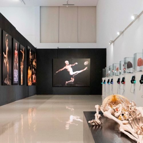 Explorando el Fascinante Mundo del Cuerpo Humano