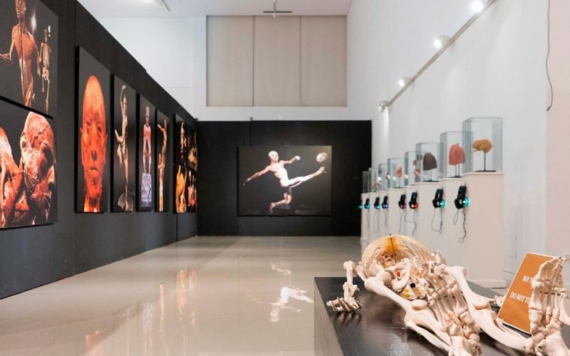 Explorando el Fascinante Mundo del Cuerpo Humano