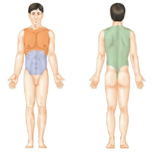 Anatomía y Movimiento